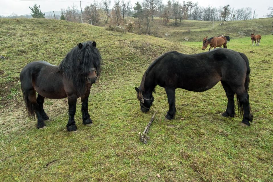 27. november 14 - foto povečava