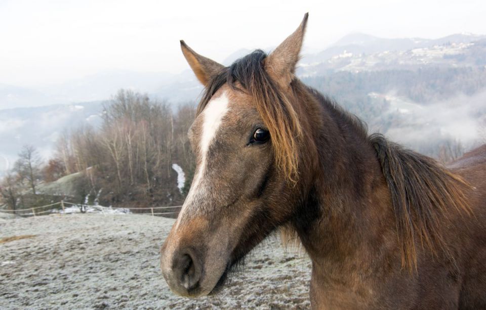 7. januar 15 - foto povečava