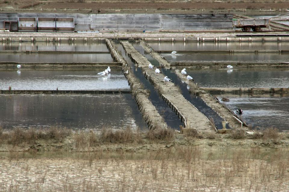 24. januar 15 - foto povečava