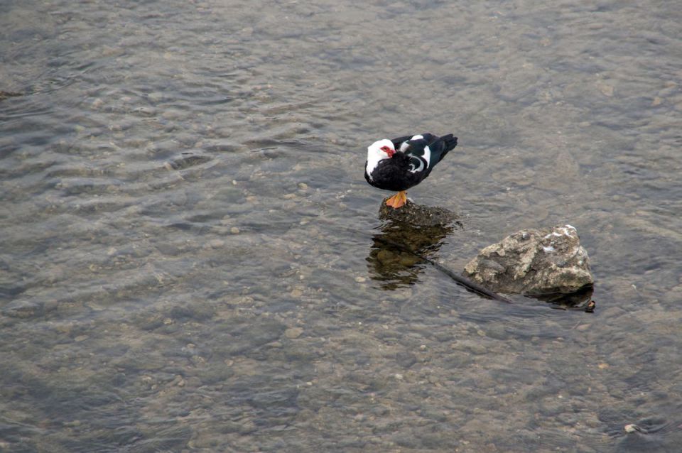 7. februar 15 - foto povečava