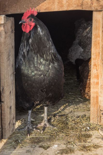 7. februar 15 - foto