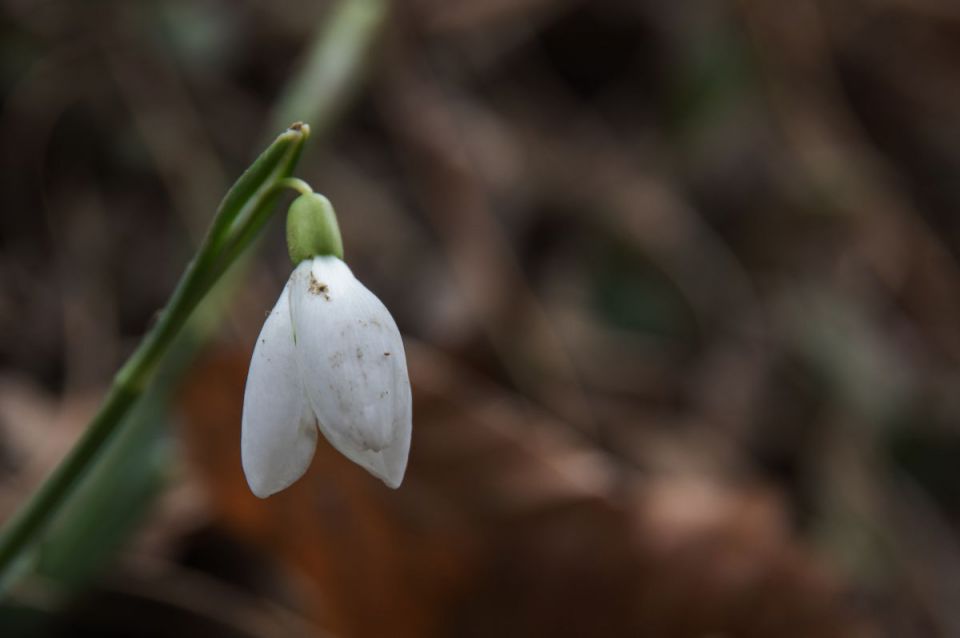 14. februar 15 - foto povečava