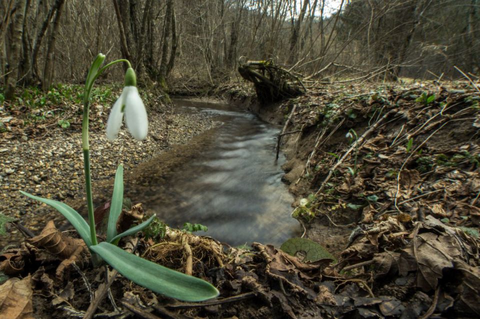 1. marec 15 - foto povečava