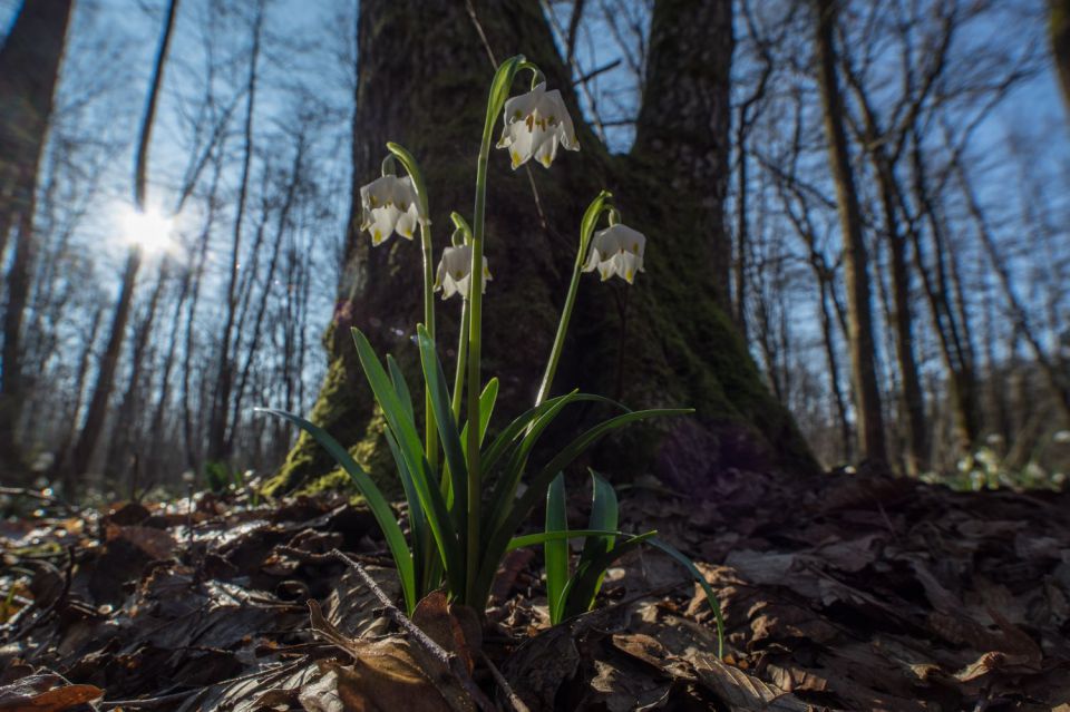 8. marec 15 - foto povečava