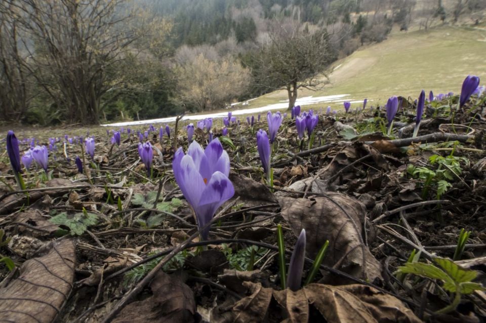 16. marec 15 - foto povečava