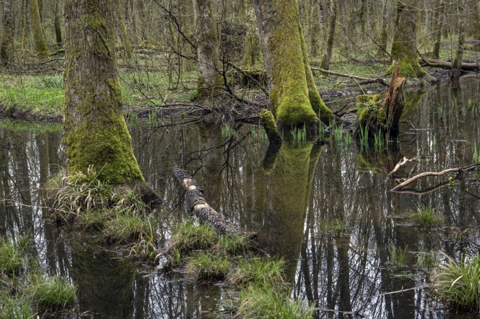 30. marec 15 - foto povečava