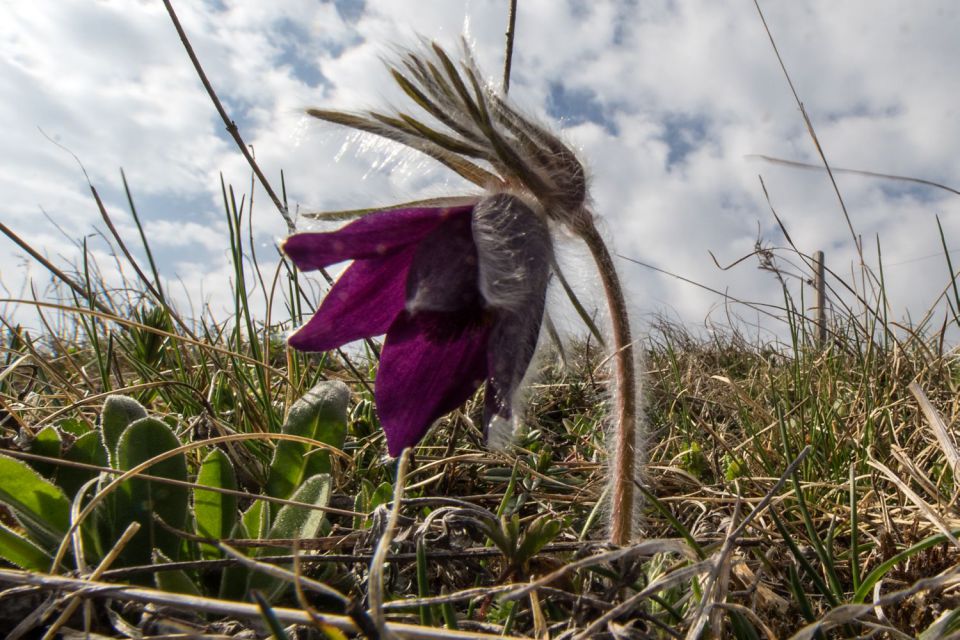 8. april 15 - foto povečava