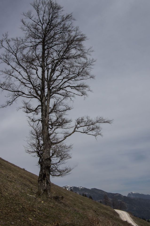 16. april 15 - foto povečava