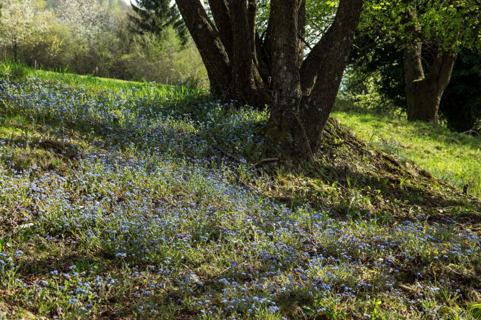 21. april 15 - foto povečava