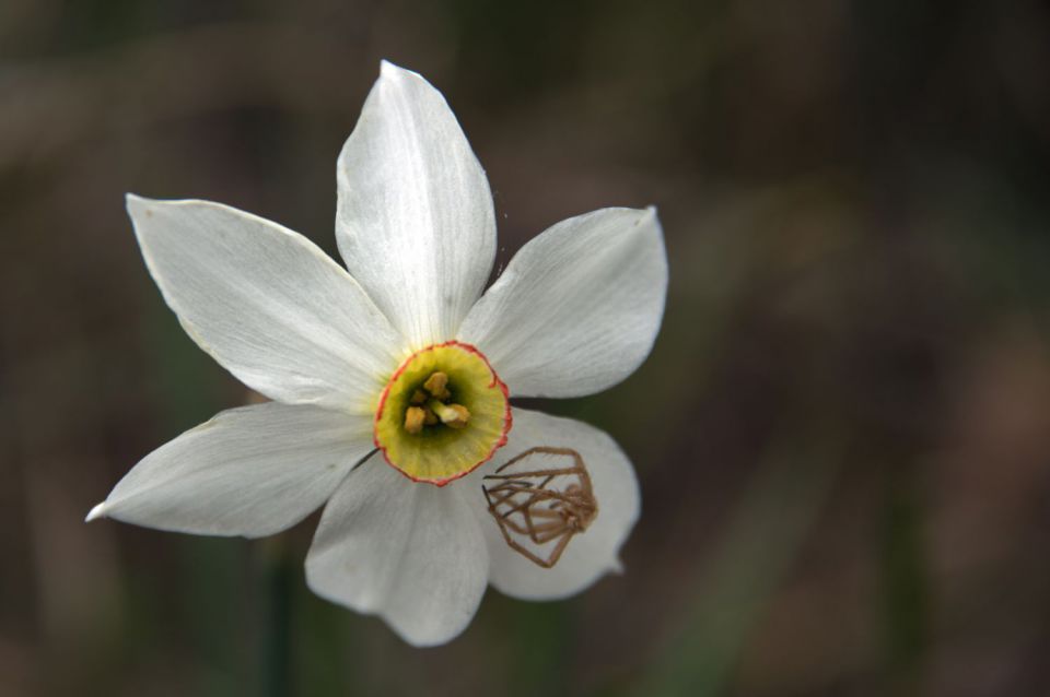 23. april 15 - foto povečava