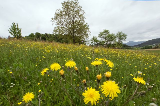 3. maj 15 - foto