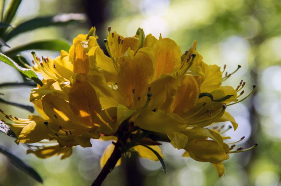 9. maj 15 - foto povečava