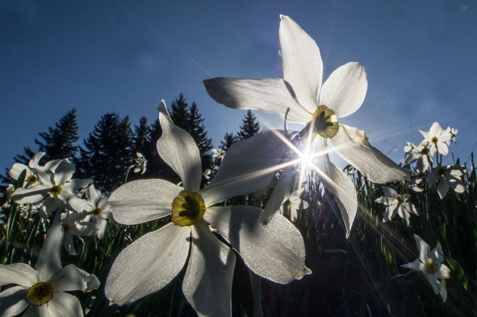 11. maj 15 - foto povečava