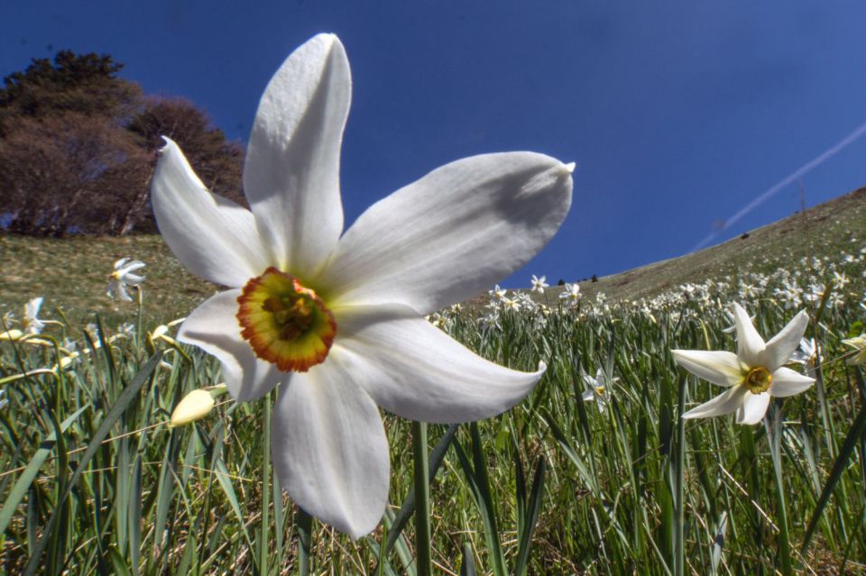 11. maj 15 - foto povečava