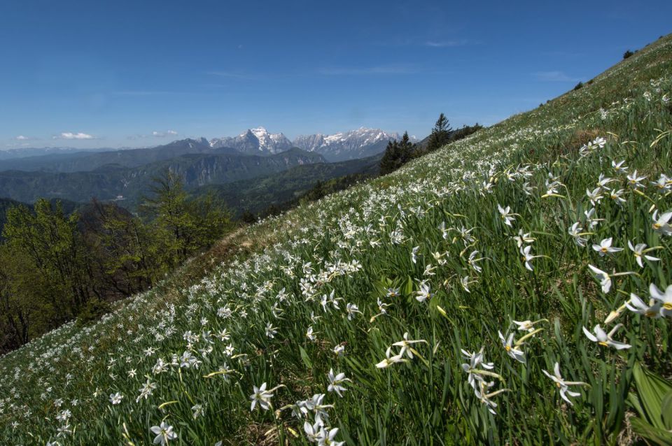 11. maj 15 - foto povečava