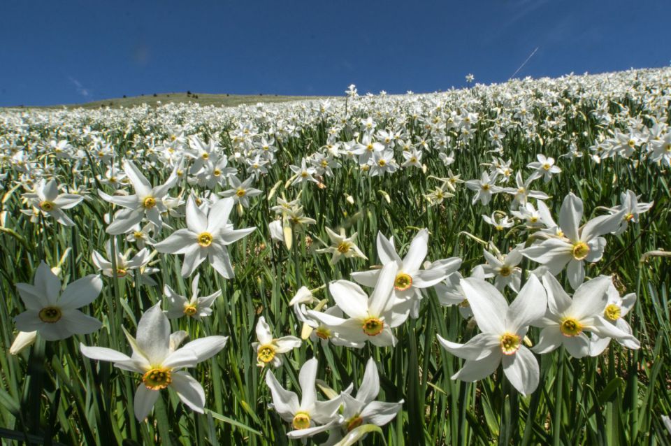 11. maj 15 - foto povečava