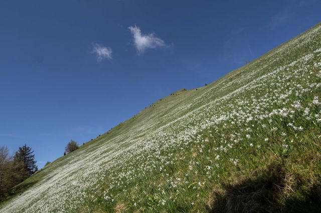 11. maj 15 - foto