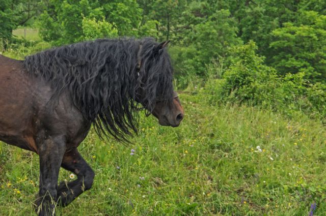 17. maj 15 - foto