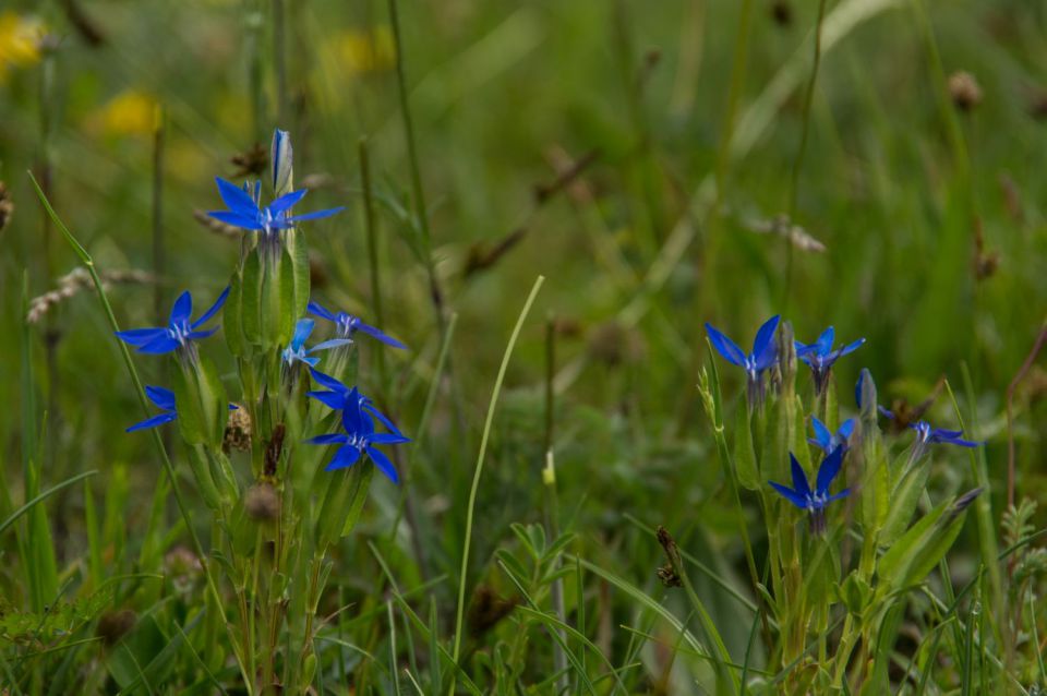 17. maj 15 - foto povečava