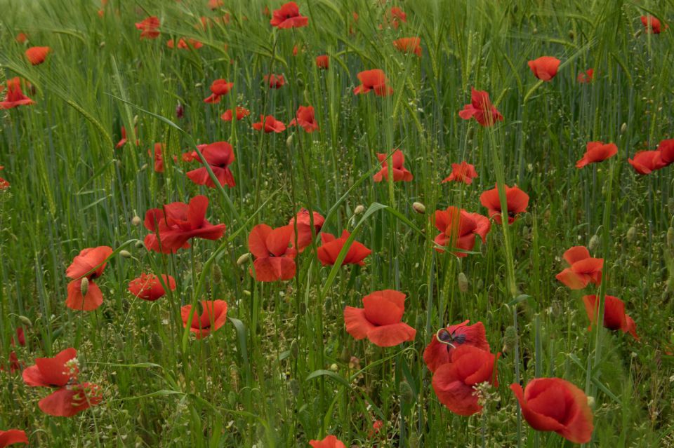 17. maj 15 - foto povečava