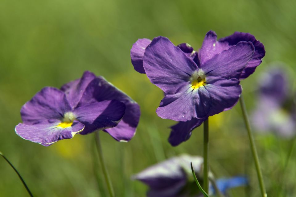 27. maj 15 - foto povečava