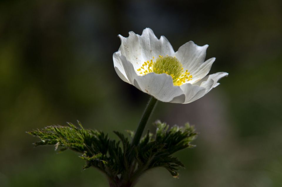 27. maj 15 - foto povečava