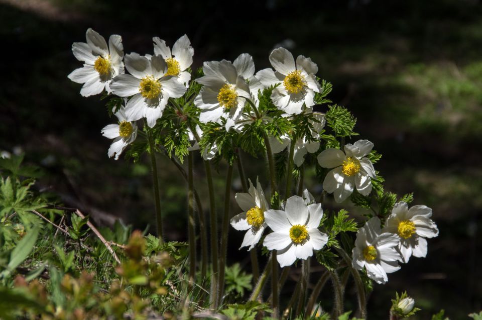 27. maj 15 - foto povečava