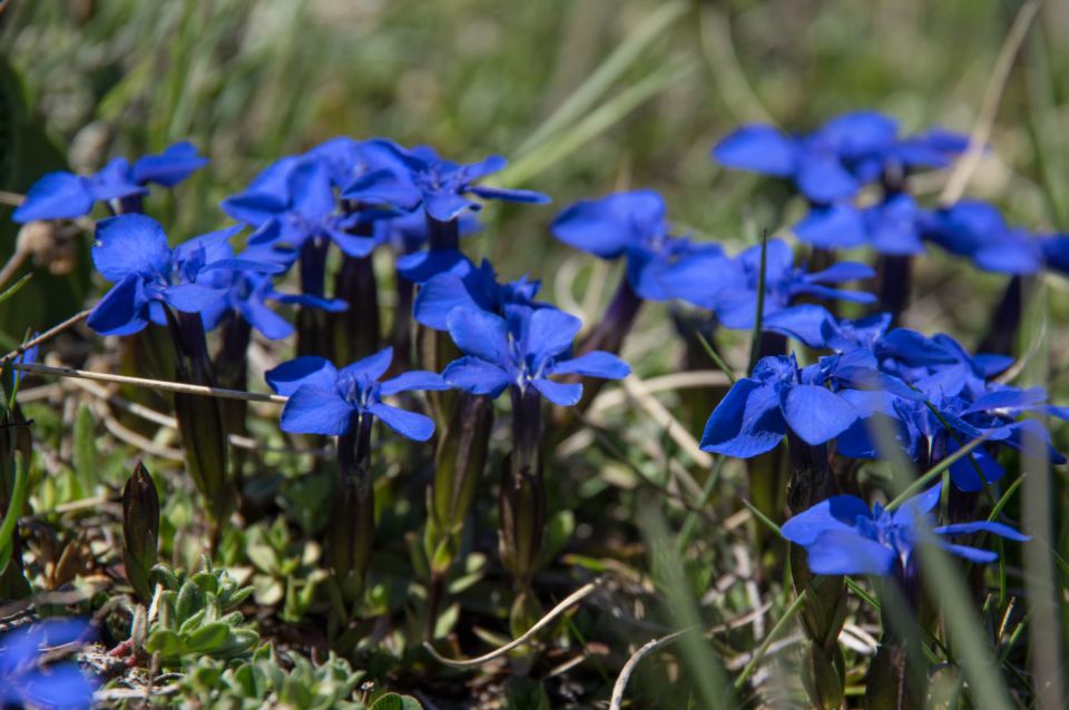 27. maj 15 - foto povečava