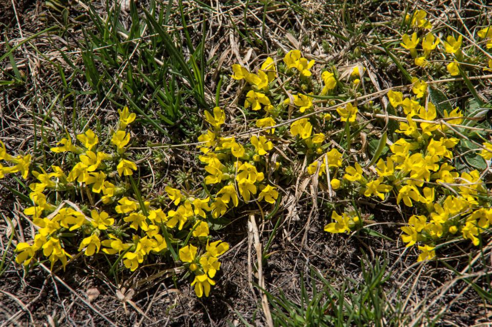 27. maj 15 - foto povečava