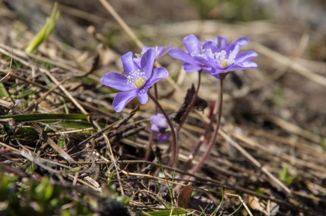 27. maj 15 - foto