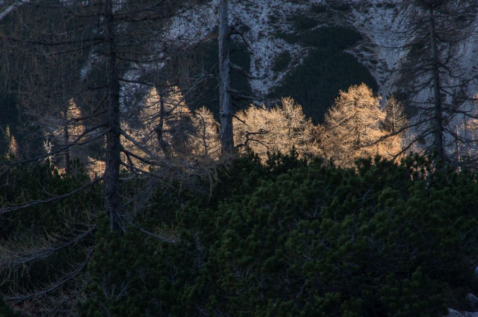 2. november 15 - foto povečava