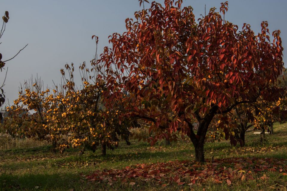 9. november 15 - foto povečava