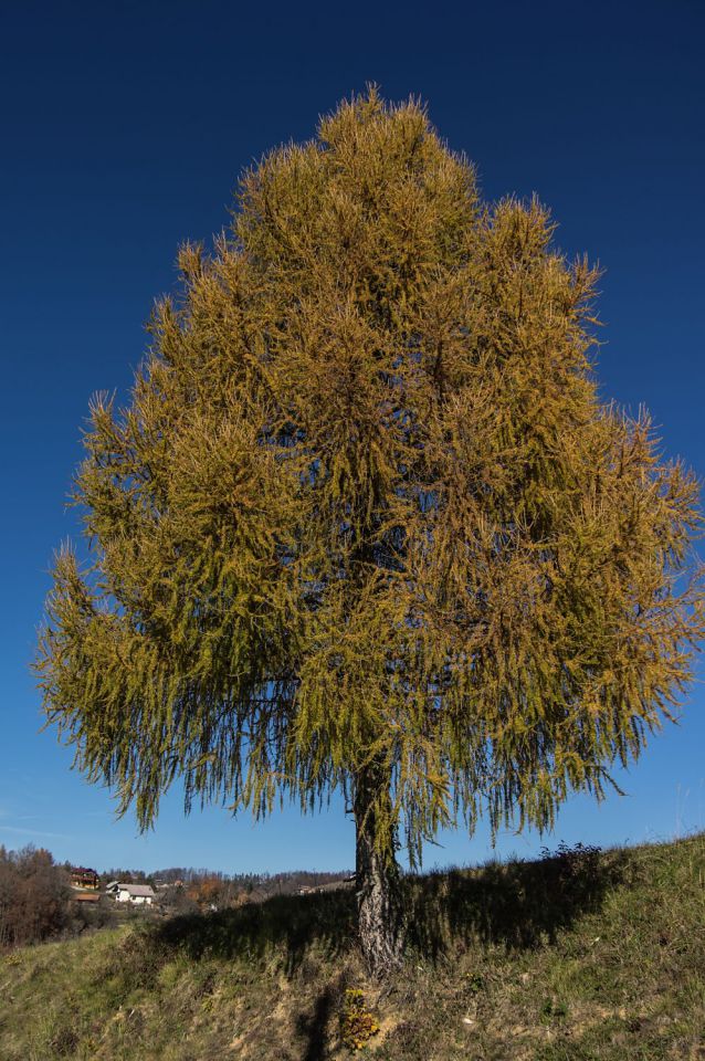 11. november 15 - foto povečava