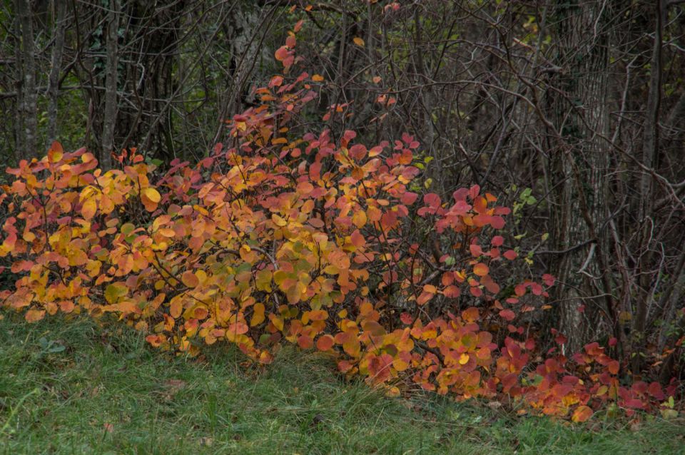 22. november 15 - foto povečava