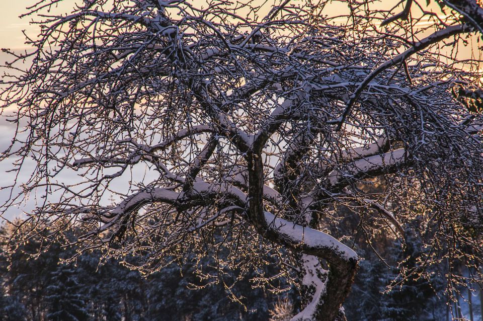 7. januar 16 - foto povečava