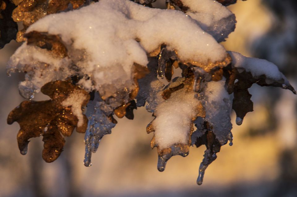 7. januar 16 - foto povečava