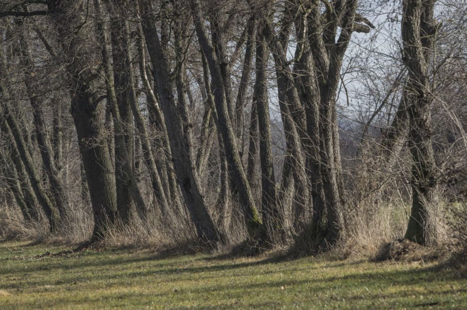 1. februar 16 - foto povečava