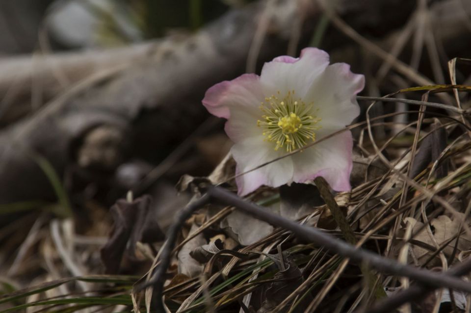 7. februar 16 - foto povečava