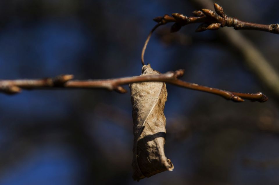 11. februar 16 - foto povečava