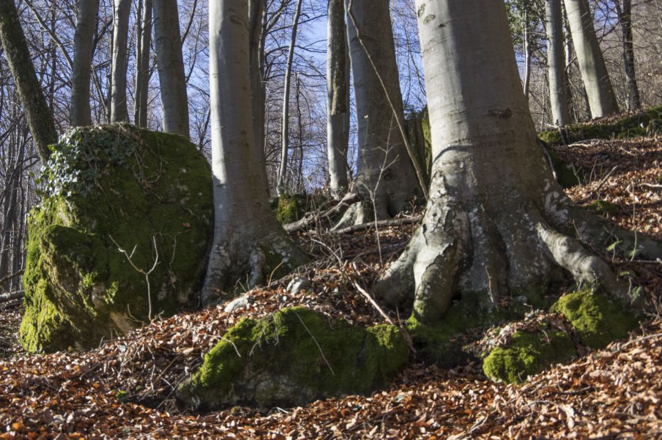 11. februar 16 - foto povečava