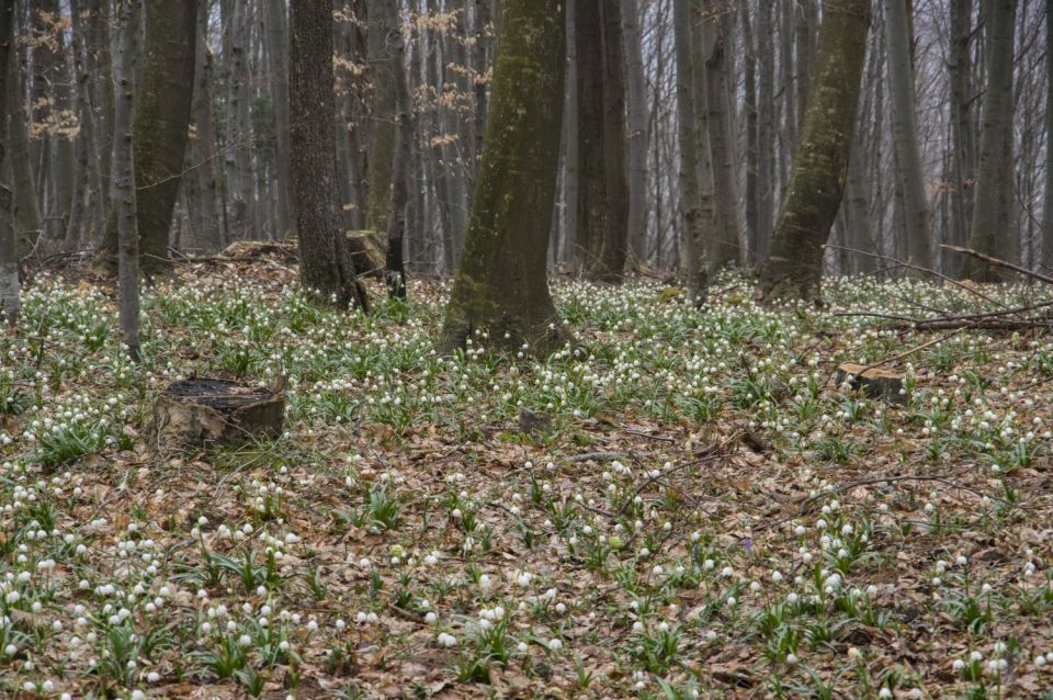 21. marec 16 - foto povečava