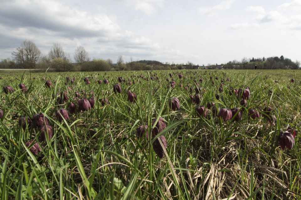 1. april 16 - foto povečava