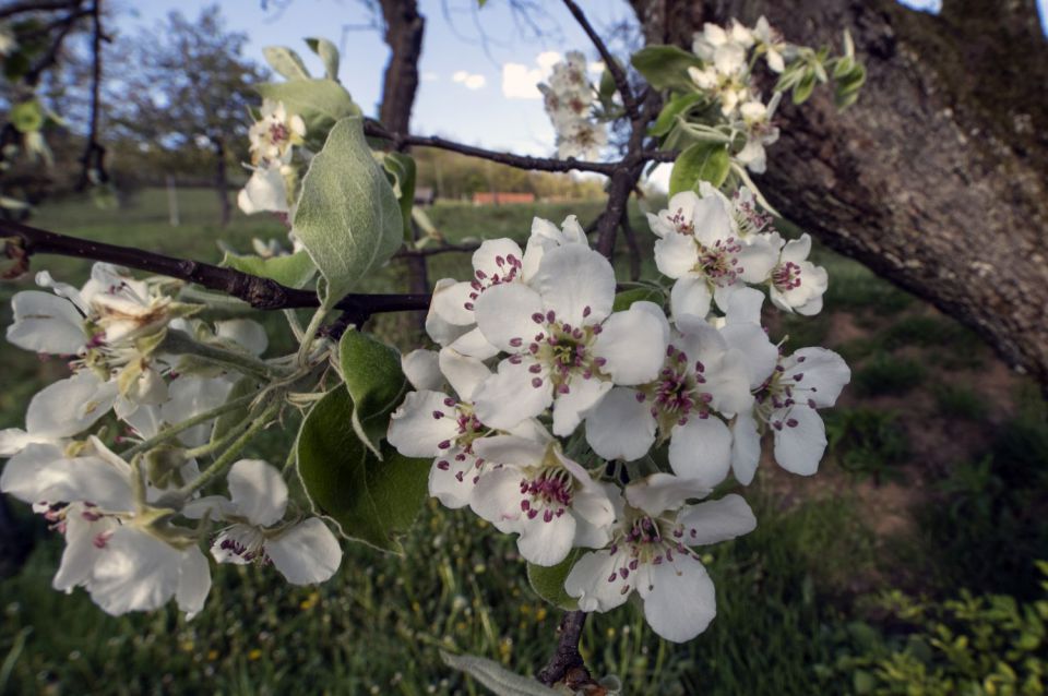 16.  april 16 - foto povečava