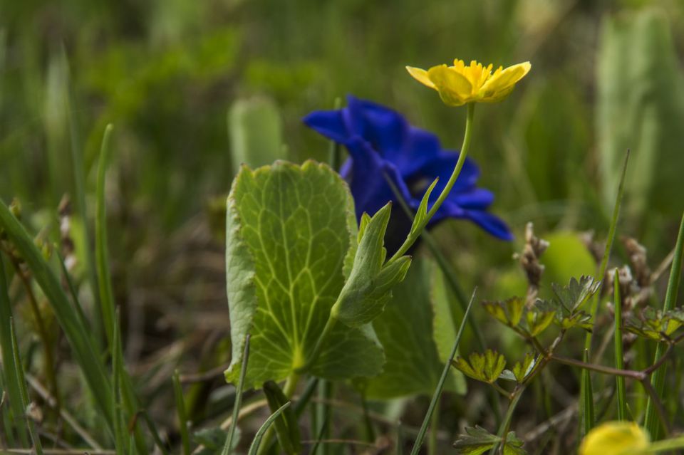 18. april 16 - foto povečava