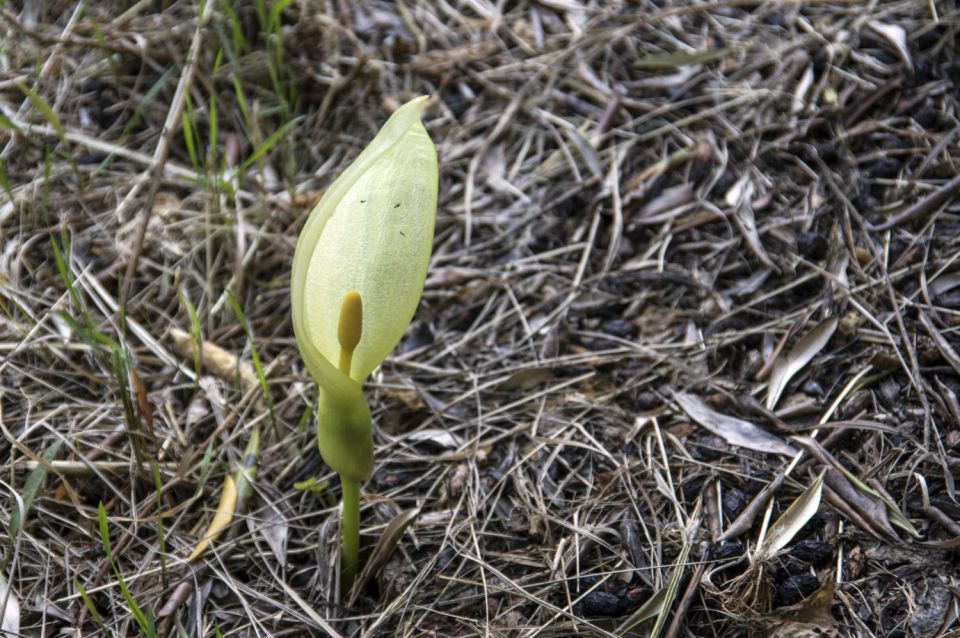 6. maj 16 - foto povečava