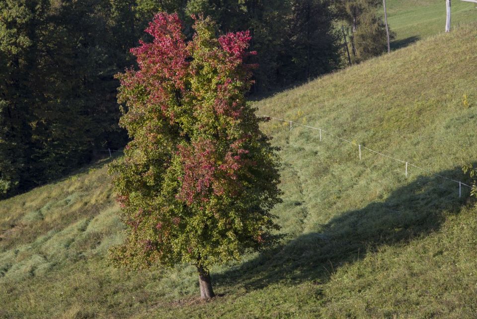 17. oktober 16 - foto povečava