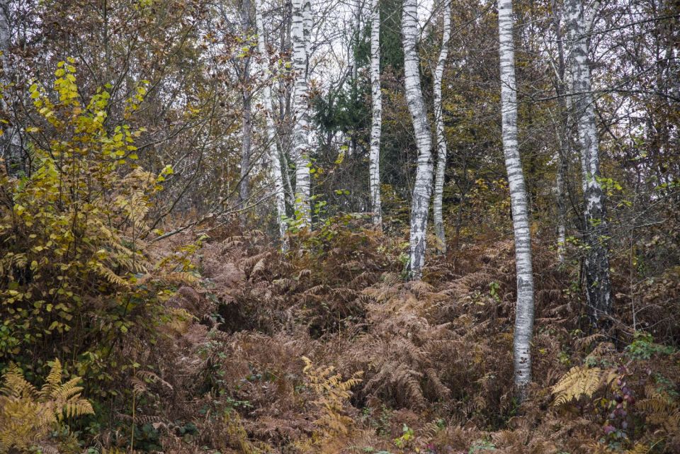 24. oktober 16 - foto povečava