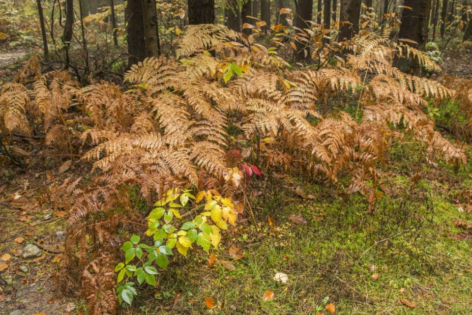 26. november 16 - foto povečava