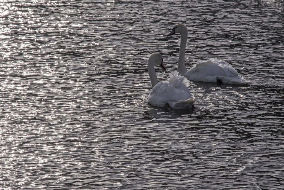 5. januar 17 - foto povečava