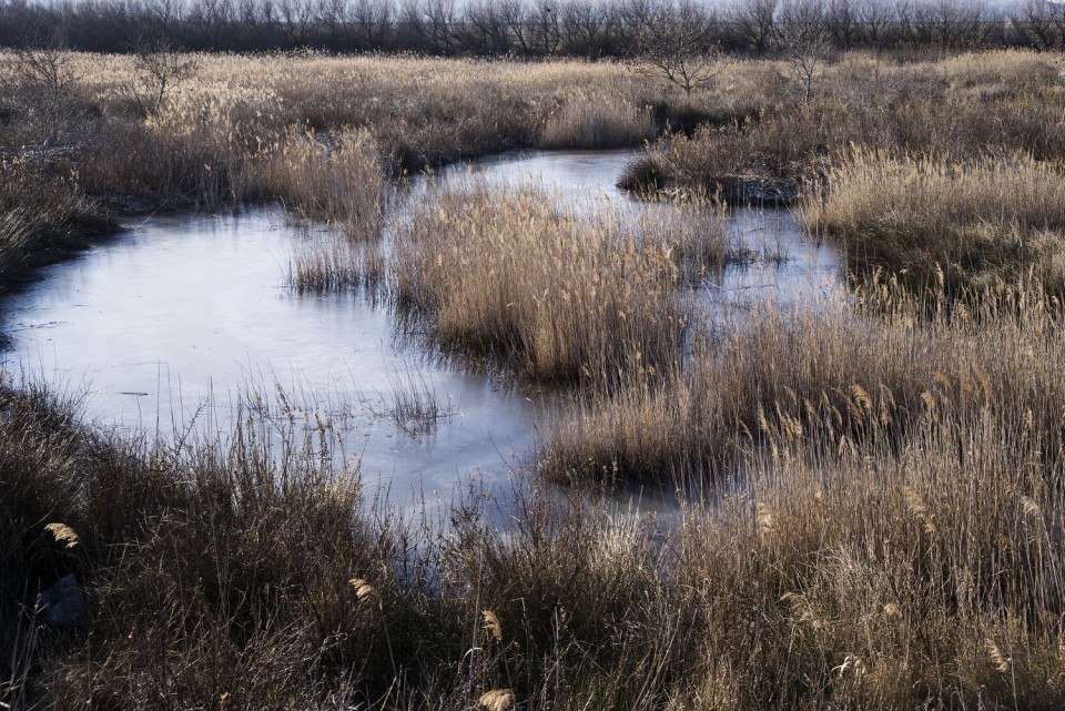 21. januar 17 - foto povečava